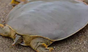 软壳龟深水养还是浅水养