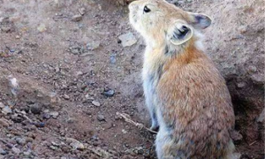 黑唇鼠兔常见病和治疗方法
