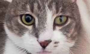 猫一个眼睛大一个眼睛小是怎么回事啊