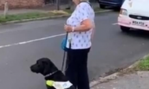 带着导盲犬的盲人这一动作，是向路人救助！