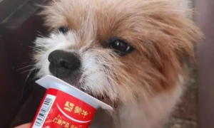 狗可以吃纯酸奶吗