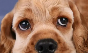 狗狗眼睛充血肿胀突出是怎么回事