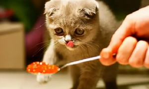 两个月的猫能吃猫罐头吗