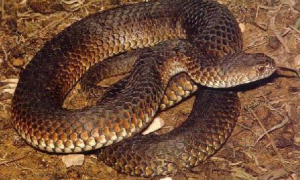 澳洲金刚蛇可以家养吗