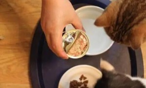 猫罐头每天喂多少合适