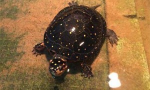 星点水龟能活多少年