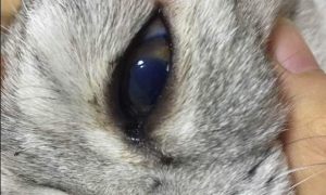 猫咪眼球最外层破了能不能恢复