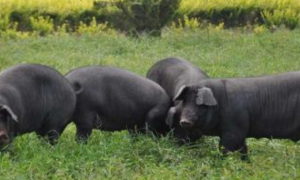 黑猪养殖方法