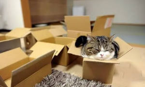 怎么用纸箱子做猫窝简单