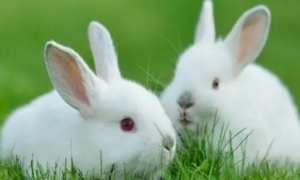 兔子为什么会发出咕咕的声音
