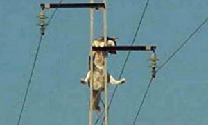 这是一只不畏高的哈士奇，爬上电线杆还傻笑，网友：“它要上天”