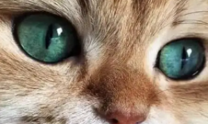 猫眼睛变圆代表什么意思