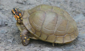沼泽箱龟可以深水养吗