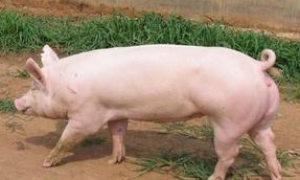 哈尔滨白猪养殖方法
