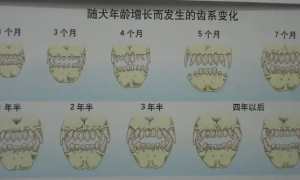 幼犬各阶段牙齿图