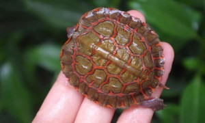 洪都拉斯木纹龟怎么分雌雄