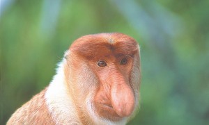 长鼻猴是国家一级保护动物吗