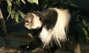 东非黑白疣猴的特征