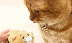 日本铲屎官给自家猫咪和猫咪最爱的小猫玩偶做了换脸之后，太鬼畜