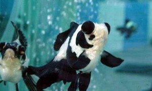 熊猫金鱼水温多少合适