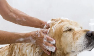 狗狗能用肥皂洗澡吗