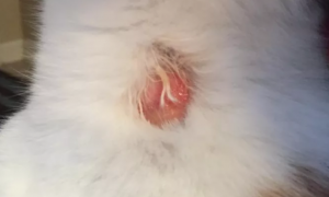 猫咪突然掉了一块毛是怎么回事