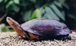 潘氏闭壳龟寿命多少年