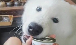狗狗能吃猫罐头吗