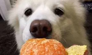 狗狗能吃橘子吗