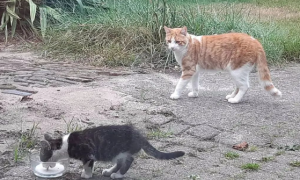 流浪猫出现在网友家附近，老猫竟这样做，霸气的收养了它！