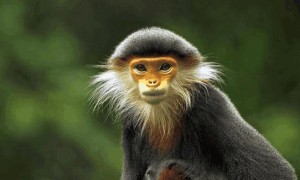 门岛叶猴是国家一级保护动物吗
