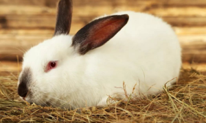 兔子会得新冠肺炎吗