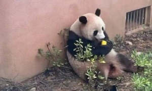杭州动物园大熊猫春生香果被投喂？最新进展：已连夜加装防护网