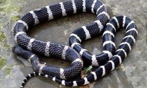 白花蛇是保护动物吗