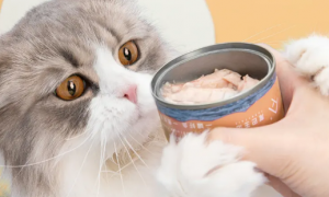 猫罐头一天吃多少