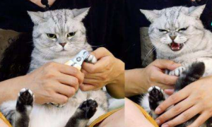 两个多月的幼猫可以剪指甲吗