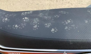 车上被印了特殊的花纹，当时就满脸的问号：小猫咪这么坏的吗？
