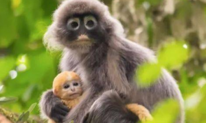 菲式叶猴是国家一级保护动物吗