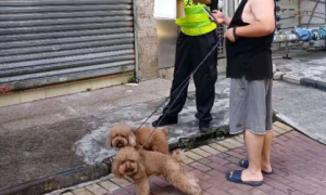 广州整治违规不文明养犬行为 三类情况要受罚