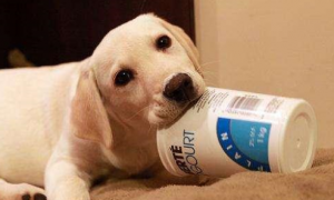 狗狗可以喝酸奶嘛
