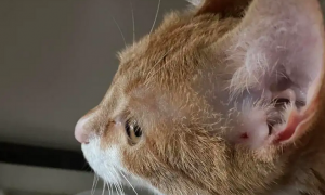 猫耳朵边上是裂开的两层有脏东西