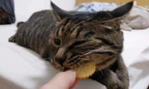 猫可以吃饼干吗