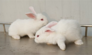 如何挑选日本大耳白兔
