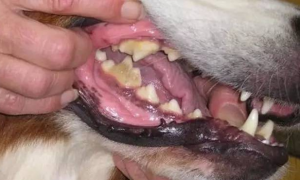 狗狗牙龈红肿吃什么消炎药
