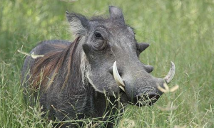 荒漠疣猪的饲养与饮食