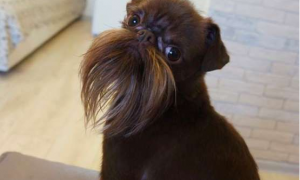 被称为老公公狗的坚果 长胡子却成为它受欢迎的标志