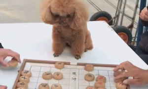 狗狗做象棋比赛裁判，用心有耐心，被称作：史上最牛公平公正裁判