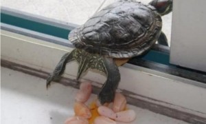 单身多年的乌龟下蛋了，主人拿锅煎来吃，几分钟后表示下不了口
