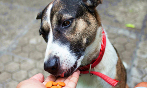 太阳家宠物零食：满足各类宠物口味与营养需求的理想选择