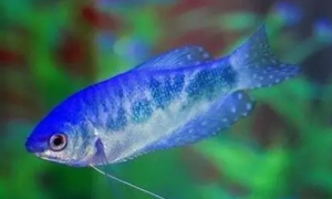 蓝星鱼生长迅速，容易饲养！